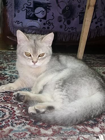 qoyun heyvan: Şotland — 3