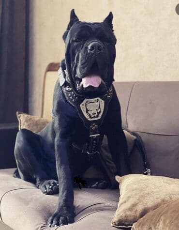 хомяк цены: Кане-корсо, 3 месяца, Самец, С родословной — 18