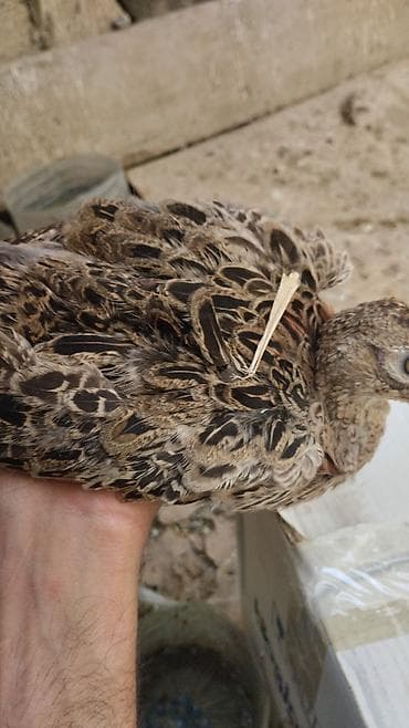 Məhsul: Qırqovul quşları (erkək və dişi) ailə satılır qiyməti birinə — 7