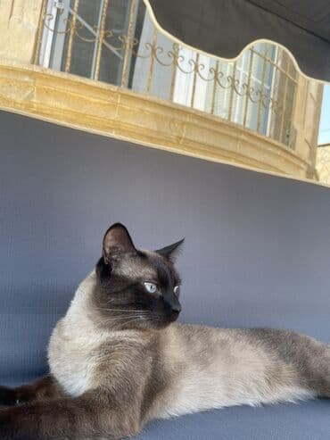 cütleşdirilir: Siam — 1