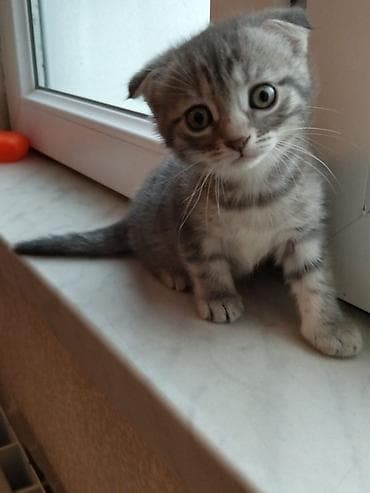 qara pişik: Məhsul: Ev heyvanları – balaca it və pişik balaları Təsvir: - — 2