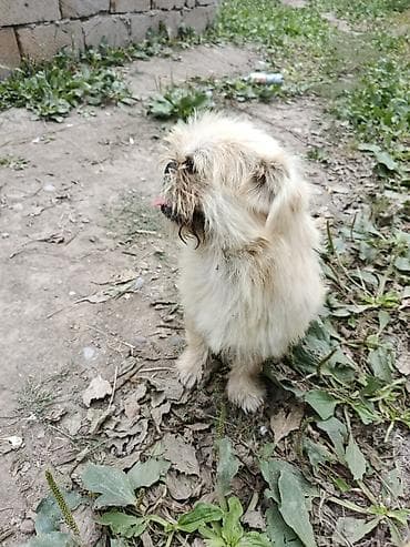 cins heyvanlar: Pekines, 1 il, Erkek, Ünvandan götürmə — 8