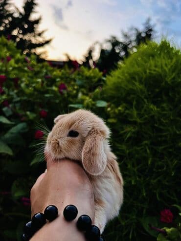 cuce yem qabi: Salam🖐🏻.Her biri real dovşan şekilleridir öz heyetimde saxladığım — 10