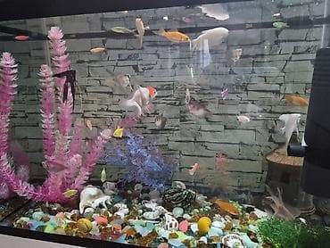 qara mal: Akvaryum dəsti – şüşə akvarium və akvarium balıqları ilə - Geniş — 5