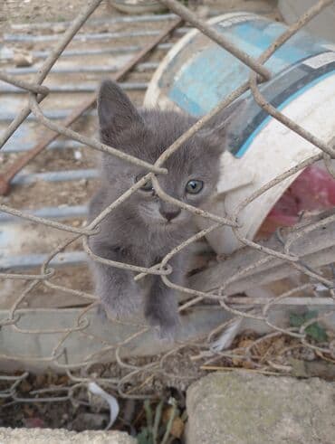 где можно купить котенка: Yaxşı əllərə — 2