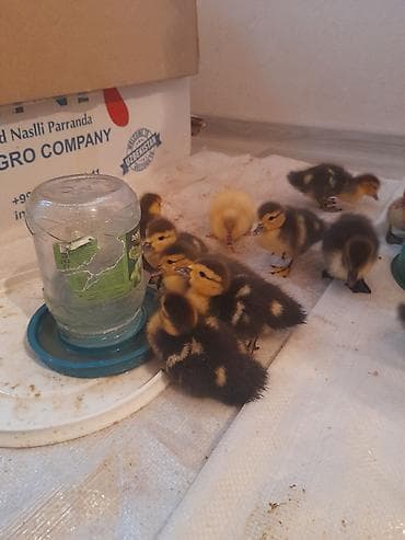 arpa bugda satisi: Lal ördəklər 5 m macar krasnadar qara zümrüdü mirvari rənglər 055 663 — 3