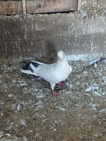 dorper qoyunu satilir: 4ed orta goy qurquq 1ed goy boyun. Goy quyruqlarin icinde cut olani — 8