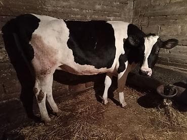 Məhsul: Qaramal və xırdabuynuzlu heyvan - İri buynuzlu: Qara-ağ — 2