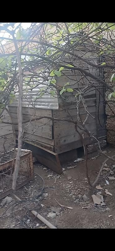 anqut quşu: Salam Alekum Dam və Goyercinler tergizilir deye tecili satilir — 3