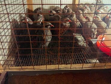 Qafqaz kəklikləri – qəfəsdə bəslənmiş, sağlam və aktiv sürü - Növ