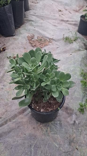 rozmarin bitkisi: Sukulent (Echeveria tipli) – qara plastik dibçəklərdə - Bitki tipi — 3