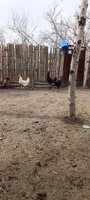 Yemlər: Bu qiymete prastoy xoruz yoxdu hec tecili satilir iyul becesi daş — 4