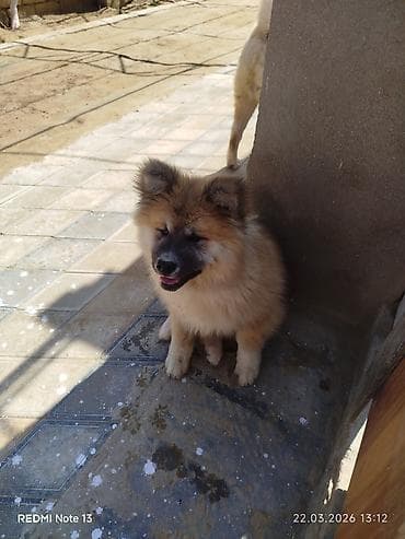 Heyvanlar üçün mallar: Akita-inu, 3 ay, Dişi, Peyvəndli — 5