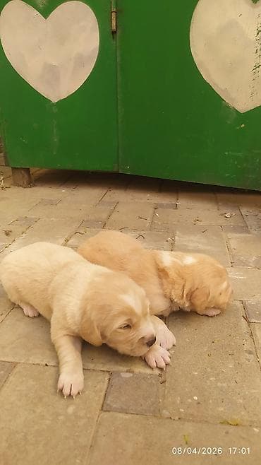 golden retriever balası satılır: Labrador-retriver, 2 ay, Erkek, Peyvəndli, Ünvandan götürmə — 8