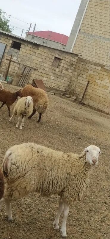 hinduşqa balaları: Erkək, Qala, il: 1, 95 kq, Damazlıq, Südlük, Ətlik, Ünvandan götürmə — 4