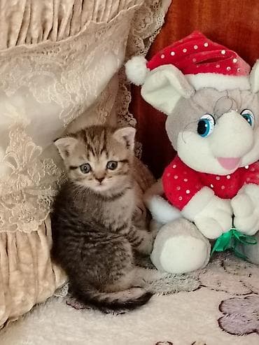 heyvan bazari: Yumşaq, açıq krem rəngli tükləri və mavi gözləri ilə sevimli balaca — 6