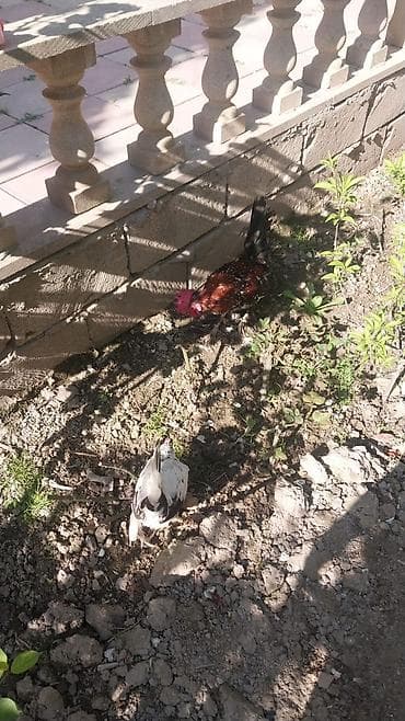 balaca it satisi: Yaponka. Qiymət cütünə aiddir. Ünvan Salyan. Bakıya və bəzi rayonlara — 1