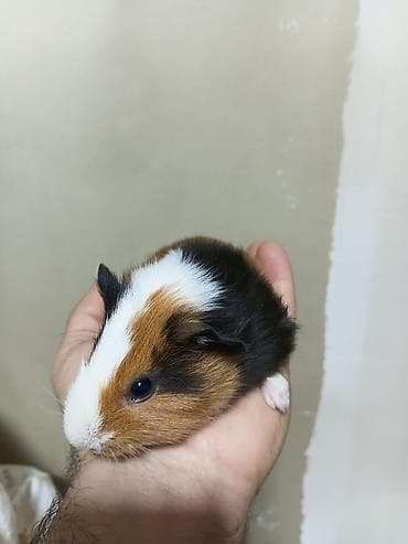 Ən sakit və ən sübür Ginepiqlər artıq hazırdır! [  ] Evdə səs-küy — 5