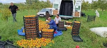 saf su: Salam ərazi Mingəçevirə çox yaxın Günəşli qəsəbəsinin yanında cəmi — 2