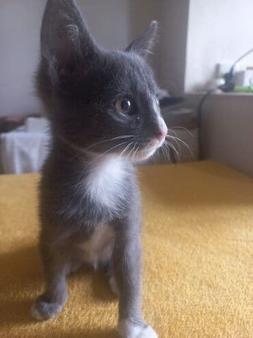 домашние котята добрые руки: Tabbi, Yaxşı əllərə — 4