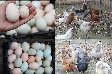 Toyuq yumurtaları satılır. Yerli və cins yumurtalar. Mavi və yaşımtıl