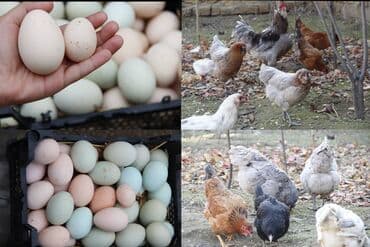 Кондитерские изделия, сладости: Toyuq yumurtaları satılır. Yerli və cins yumurtalar. Mavi və yaşımtıl — 2