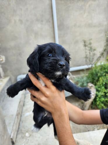 qiz it adlari: 2 ay, Dişi, Ödənişli çatdırılma — 4