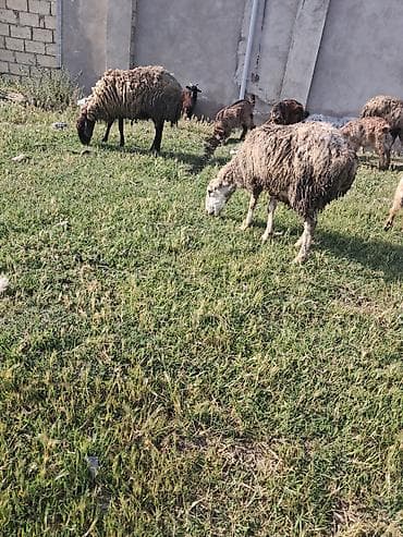 Beylaqan qoyunu cavan heyvandi — 2