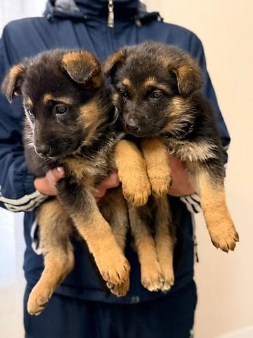 dragon derman: Alman çoban iti — 2