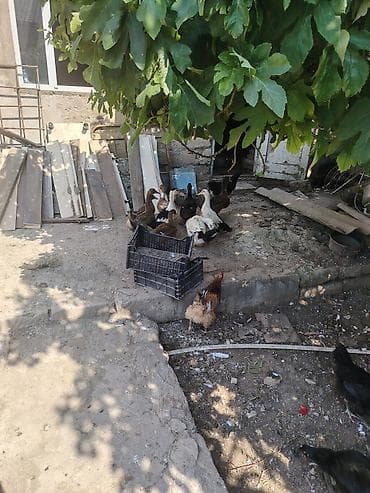 ətlik i̇neyler: Məhsul: Ev quşları – toyuq, xoruz və ördək qarışıq sürü Təsvir: - — 4