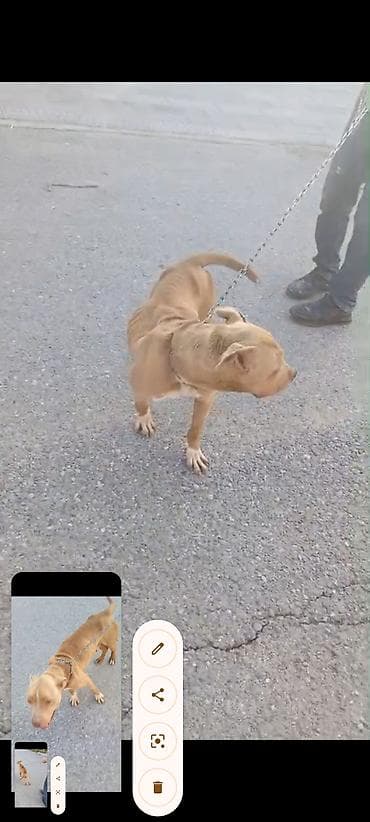 pitbul balasi qiymeti: Pitbul, Peyvəndli — 5