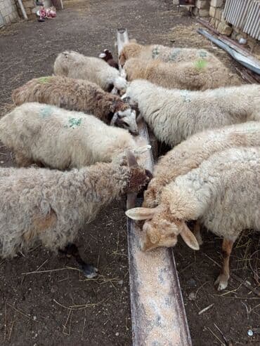 setteri it cinsinin digər adı: 9 qoyun 3 balalı qalanı boğaz sağlam heyvanlardı VATSAP 0503938685 — 3