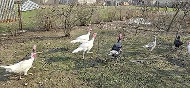 Другие с/х животные: Самец, Для мяса, Самовывоз — 4