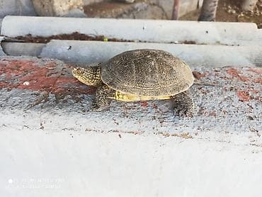 aqvarium: Su bağası – akvaterrarium üçün - Növ: su bağası (quruda və suda — 6