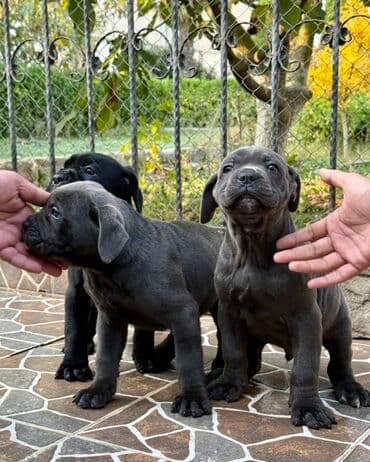 Собаки: Кане-корсо — 8