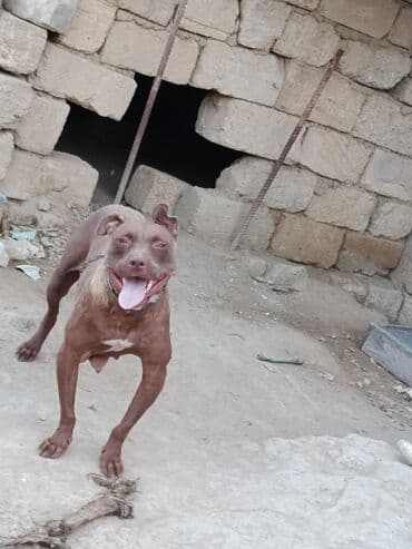 pitbul itlər: Питбуль, 1 месяц, Самец — 19