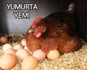cucə yem qabı: Toyuqlar, cücələr və digər ev quşları üçün yem. Keyfiyyətli, qidalı və — 8