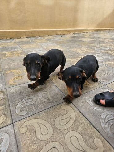 pişik balası satılır: Dachshund (taksa) balası – erkək - Yaş: 3 ay 5 gün - Rəng — 3