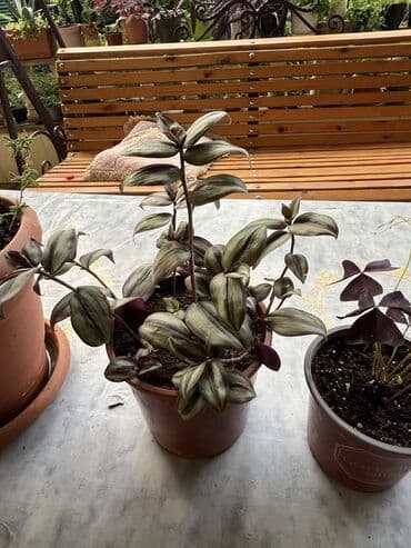 yumru xalça: Xalça — 24