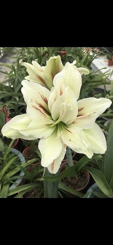 yaz gulləri: Hippeastrum (Amarillis) soğanlı dekorativ çiçəklər – bir neçə rəng və — 5