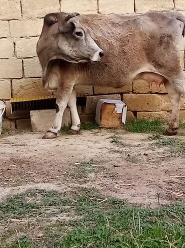 inek fermasi: Salam südverən İNƏK. 6.7 LİTİR SÜD VERİR YAĞLI SÜDÜ VAR DİŞlİ CAVAN — 11