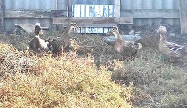 İtlər: Ördəklər – qarışıq rəngli ev ördəkləri (mallard tipli) Məhsul/təsvir — 3