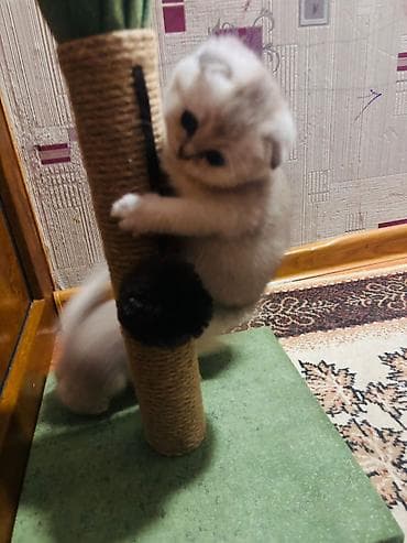 İtlər: Məhsul: Pişiklər üçün oyun və məşq dəsti Təsvir: - 3 mərtəbəli — 2