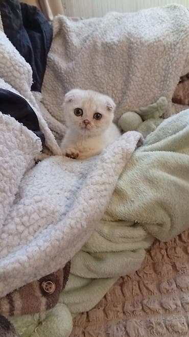 siyam pisik: Britan — 10