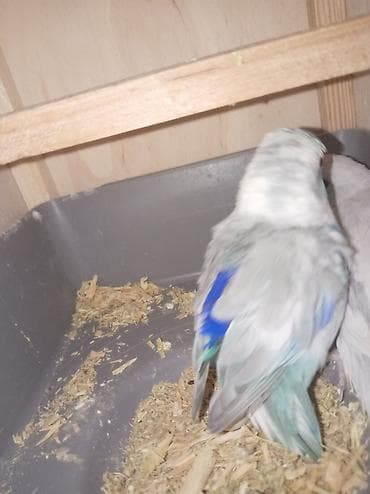 maqnitola satilir: Hazr cüt Forpus papuqayı, papuqay növünün içində ən kiçik növdü, çox — 3