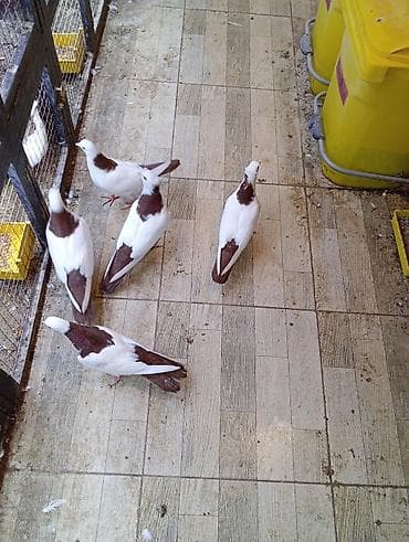 Akvariumlar: Cins: göyərçini Rəng: 5 eded qırmızı boynuĝüllü desde kekilli boyun — 1