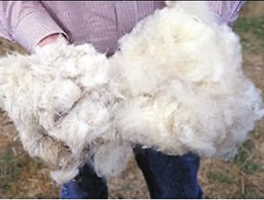 Quşlar: Məhsul: Təbii qoyun yunu (xam yun) Təsvir: - Yüksək lif sıxlığına və — 4