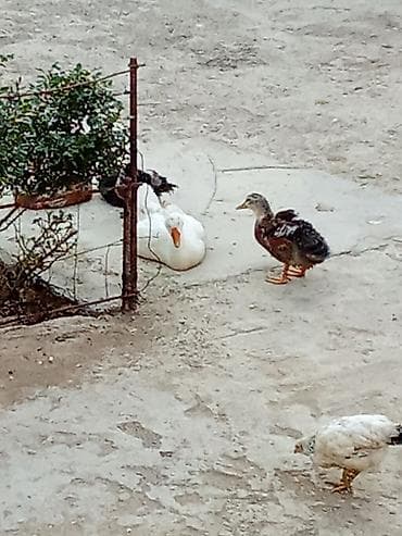 Heyvanlar: Satış: ördəklər - Növlər: müxtəlif cinslər (ağ Pekin tipli, rəngli — 7