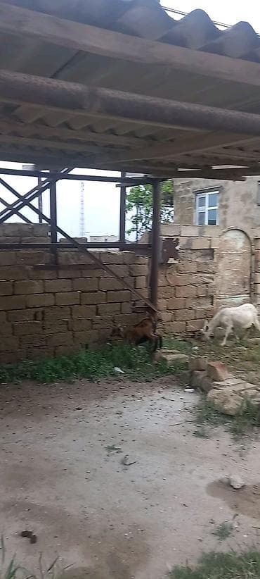 Keçilər, çəpişlər: Məhsul: Xırdabuynuzlu heyvan sürüsü Təsvir: salam hazir saģilan sudu — 9