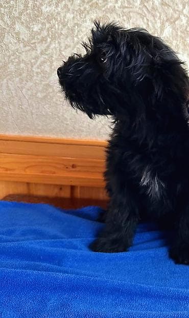 ingilis setter it cinsi: Peyvəndli, Ünvandan götürmə — 3